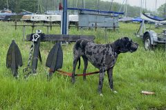 Hund am Anker